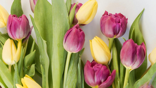 Tulpen